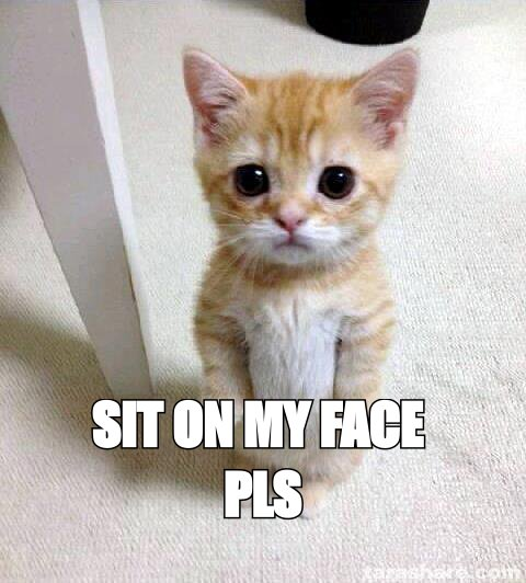 Cute cat meme: 'sit on my face pls'